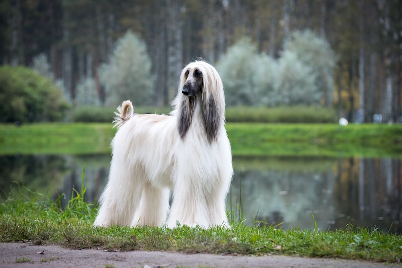 Beautiful pedigree Afghan hound standing with lake in the background.