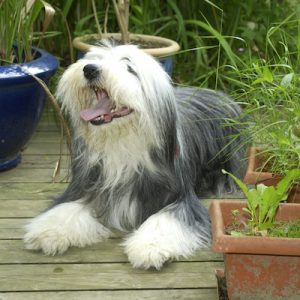 Bearded Collie dog sitting on timber deck surrounded by a beautiful garden.