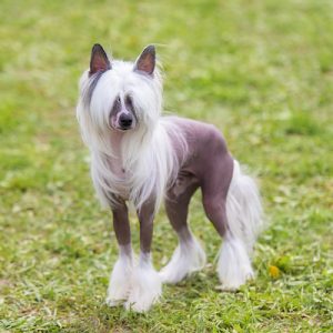 Chinese Crested hairless dog in the green park.