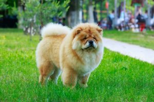 Chow Chow dog in park on green grass.