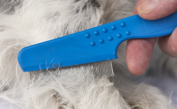 Dog flea comb