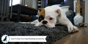 How To Stop Your Dog Shedding Excessively