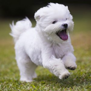 Maltese dog playing and running on green grass and plants background.