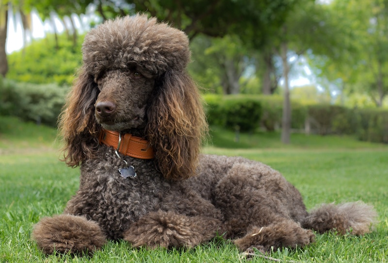 Brown Poodle dog laying on grass with trees in background.