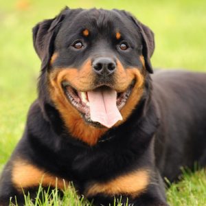 Rottweiler relaxing while laying on green grass.