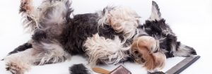 Real Ways To Stop Your Dog Shedding Excessively