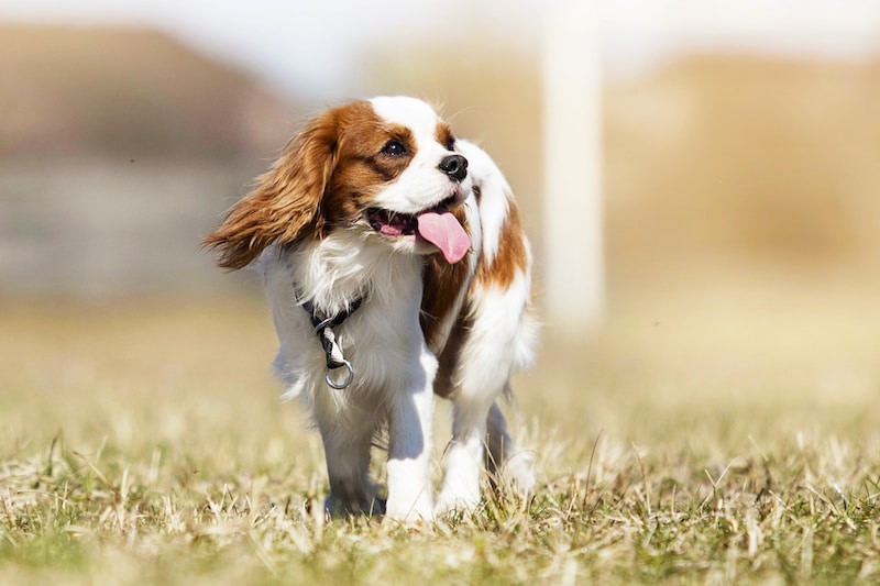 Cavalier King Charles Spaniel dog on the grass