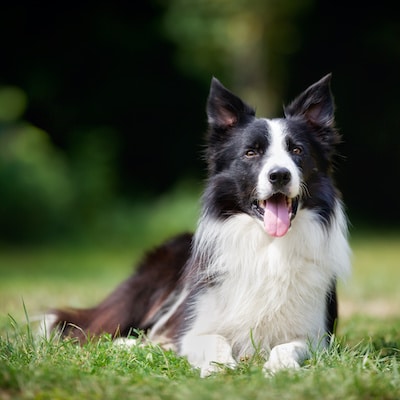 Border Collie with rough coat laying on green grass outdoors on a summer day.