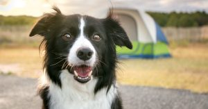 Do Border Collies Shed Excessively