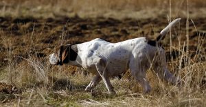 German Shorthaired Pointer Shedding – What You Need to Know About This Breed