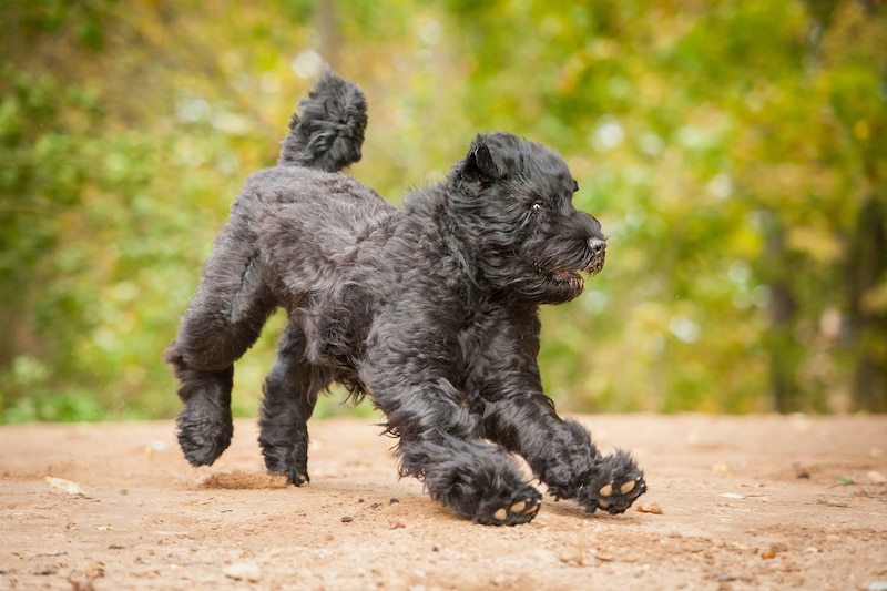 Black Russian Terrier running and playing in autumn.