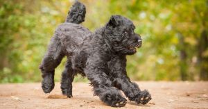 Do Black Russian Terriers Shed