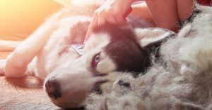 7 Real Ways To Stop Your Dog Shedding Excessively