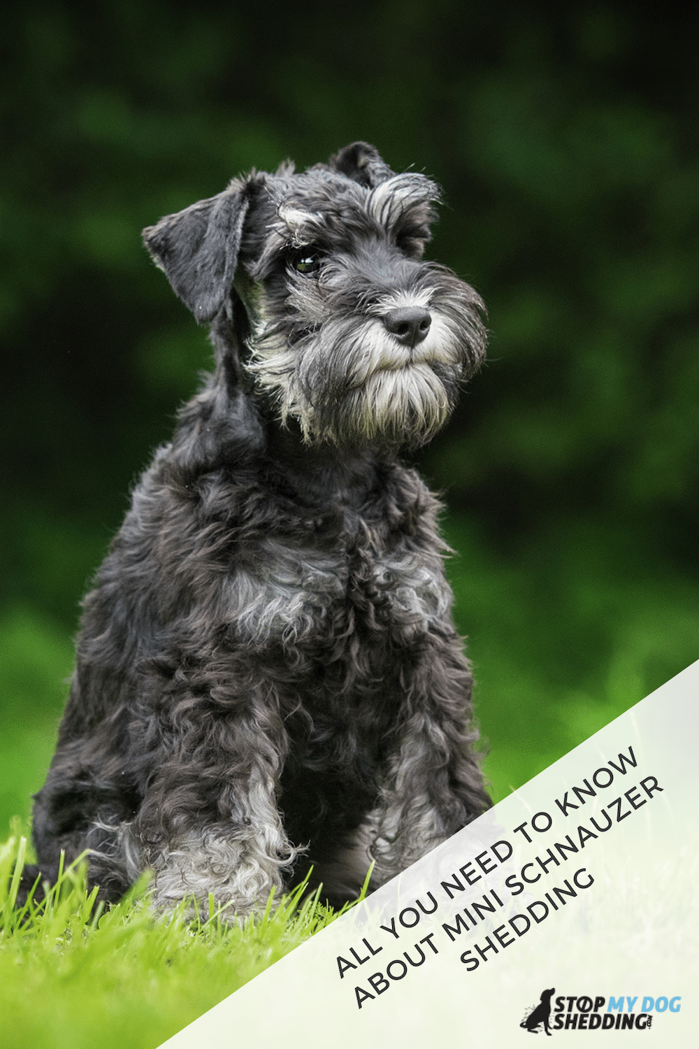 Do Miniature Schnauzers Shed? What You Should Know