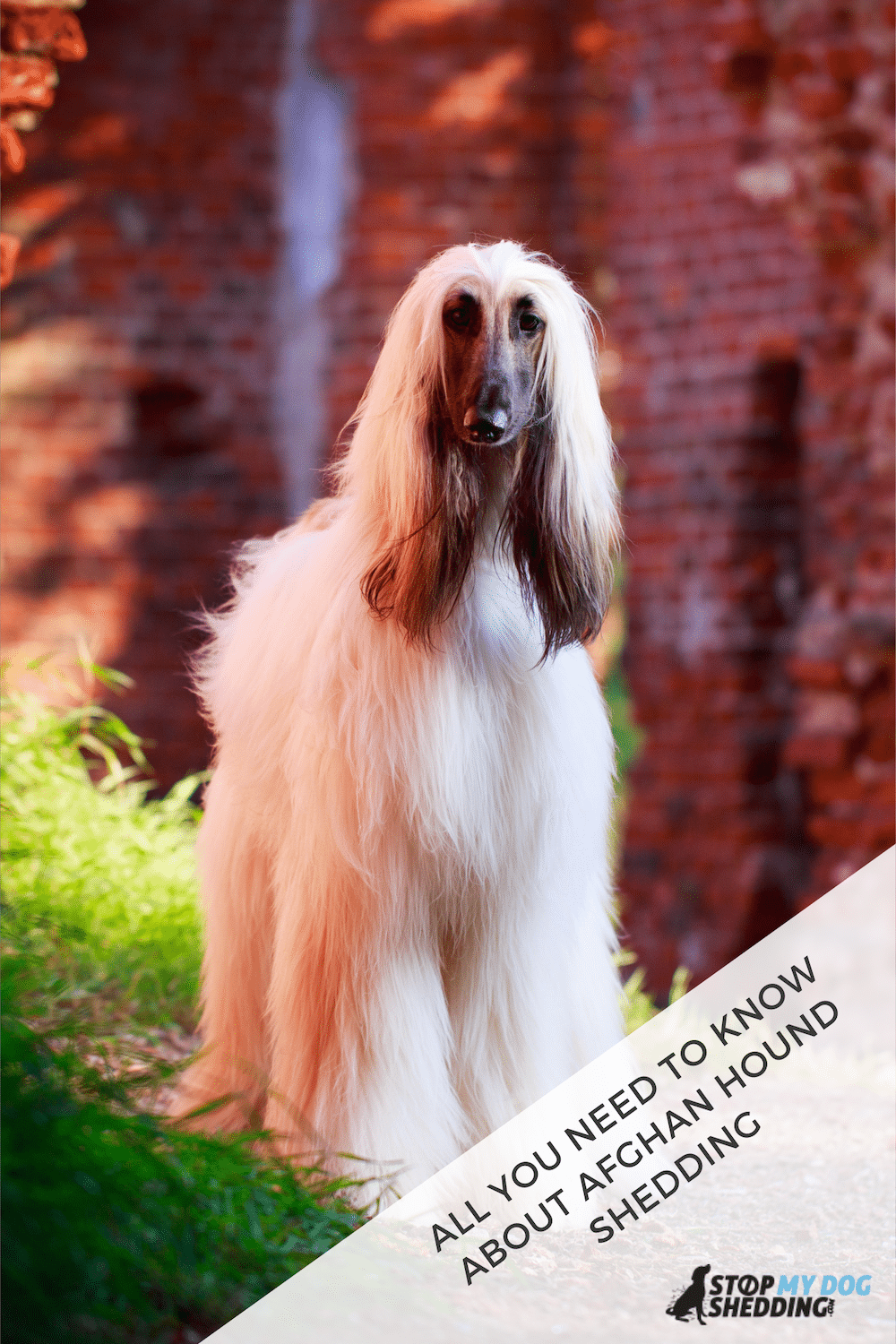 Do Afghan Hounds Shed? What You Need to Know