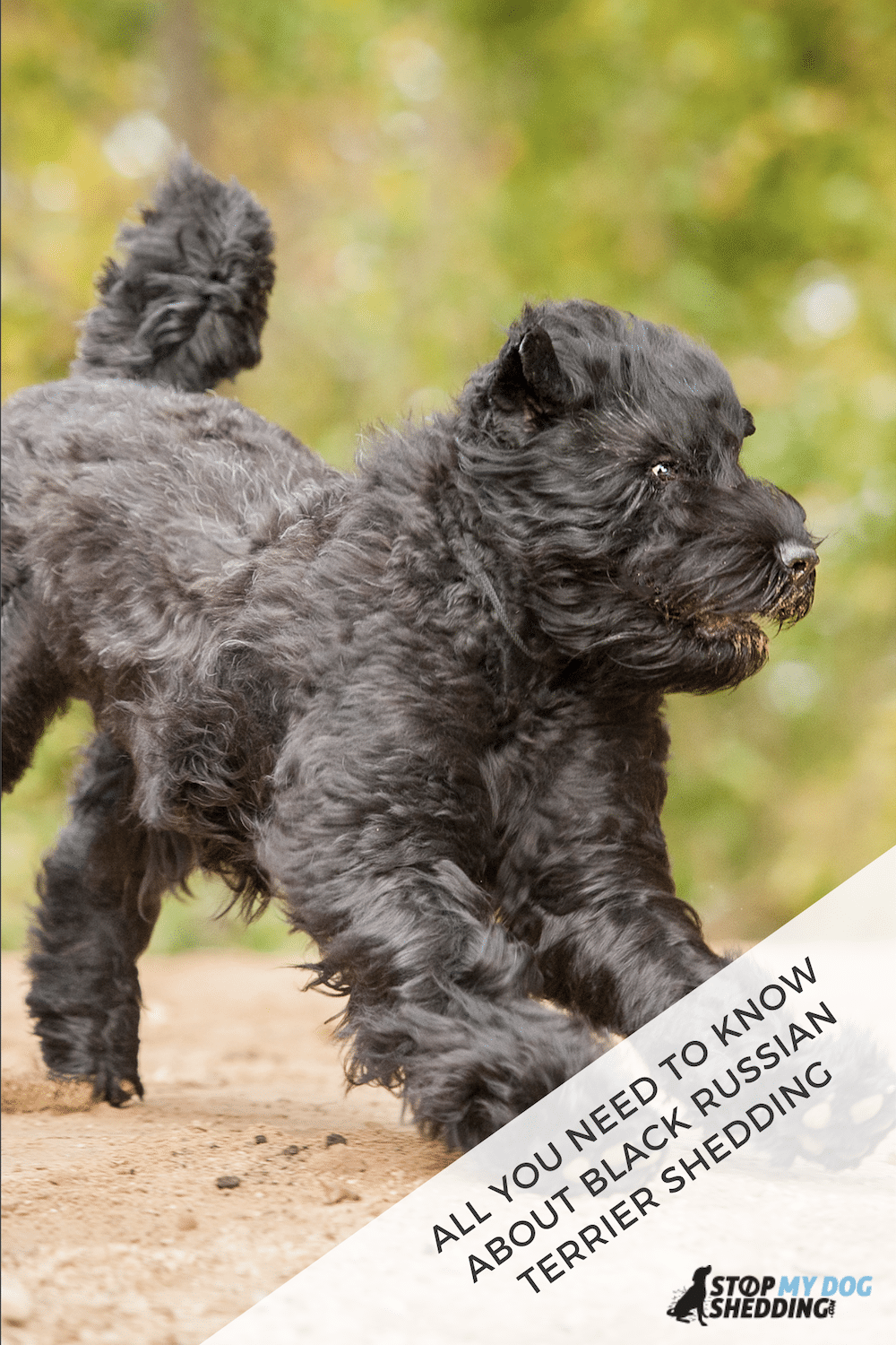 Do Black Russian Terriers Shed? (BRT Shedding Guide)