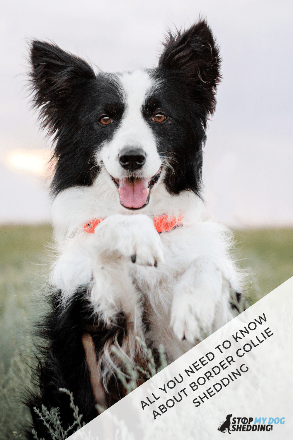 Do Border Collies Shed Excessively? (What You Need to Know)