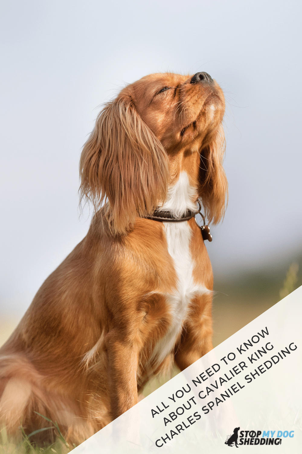 Do Cavalier King Charles Spaniels Shed?