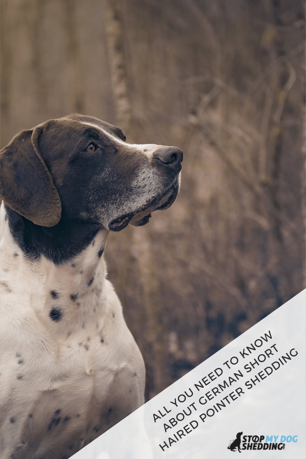 German Shorthaired Pointer Shedding (All You Need to Know)