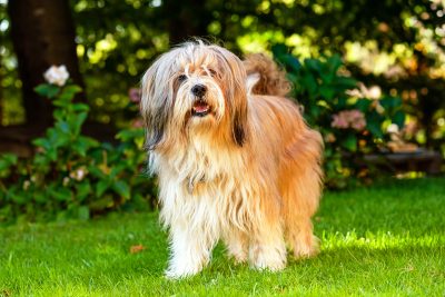 Beautiful Tibetan Terrier dog standing on a sunny grass with blurred flowers at the back.