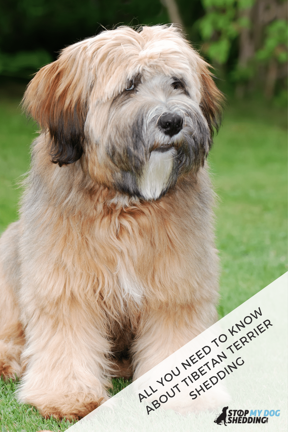 Do Tibetan Terriers Shed Lots of Hair? Let\'s Take a Look!