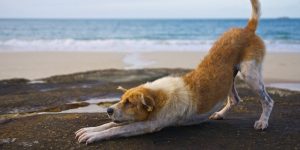 Dog Exercising on Beach