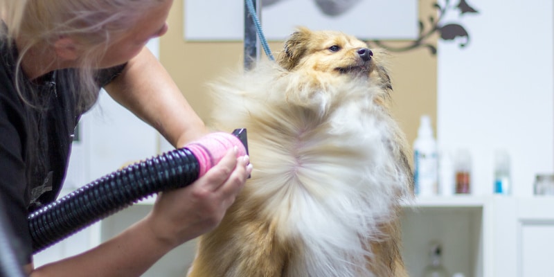 Shetland Sheepdog sits on table in a dog parlor getting hair blow dried.