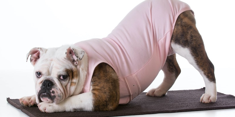 Dog doing yoga on a carpet wearing a pink onesie.