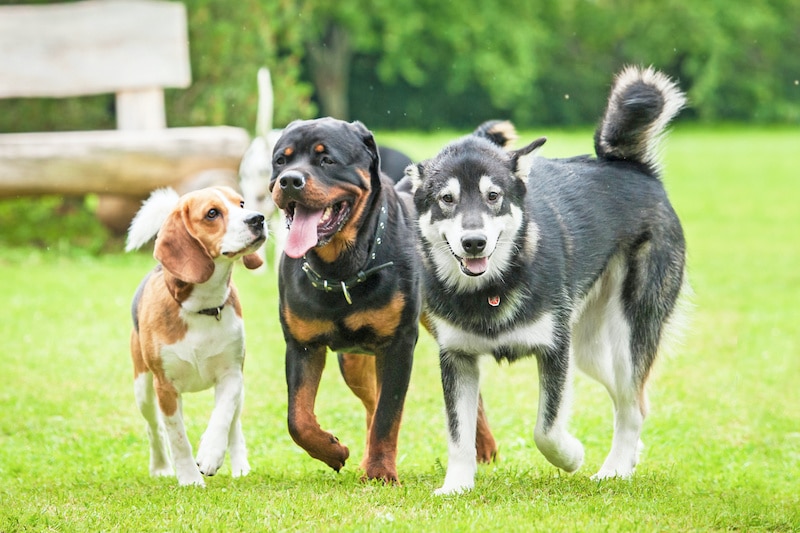 Three healthy, happy looking dogs walking in the yard together.