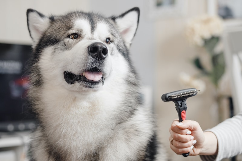 10 Best Dog Shedding Brushes of 2024 (Reviews & Buyer’s Guide)