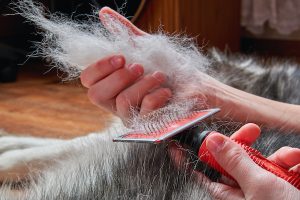Best dog shedding brushes 2020 review feature.