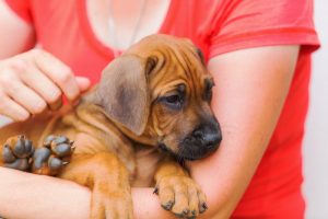 Woman holds a Rhodesian Ridgeback puppy in the hands