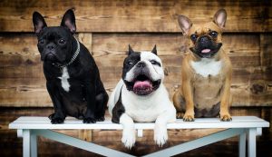 Group of dogs breed french bulldog together