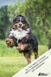 Pinterest Feature - Bernese Mountain Dog