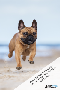 Pinterest Feature - French Bulldog Running
