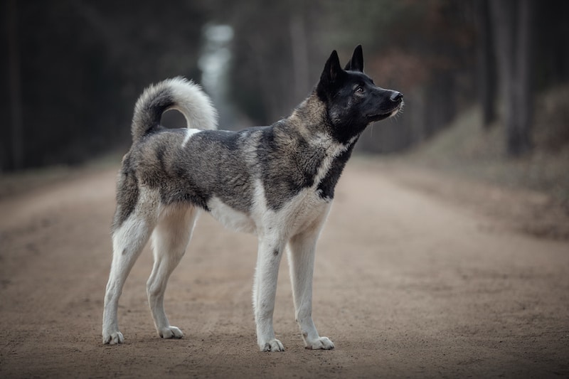 Do Akitas Shed A Lot? (Akita Shedding Guide) - Stop My Dog Shedding