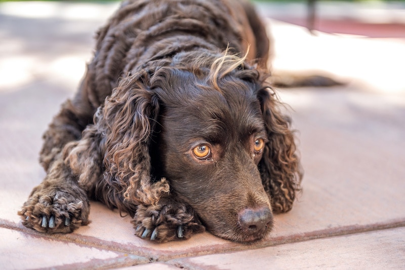 American Water Spaniel laying down resting.