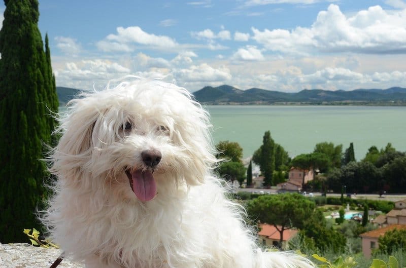Bichon Bolgnese outside with scenic background.