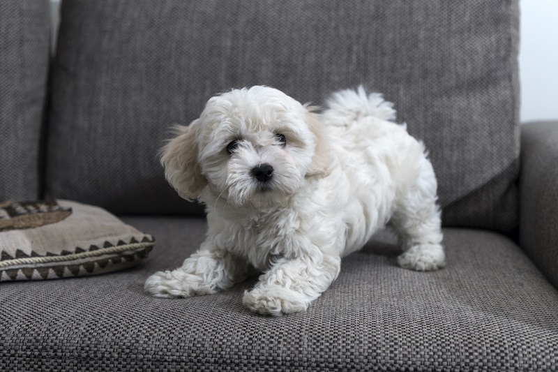 Bichon Bolognese puppy playing on sofa.