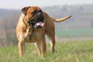 Bullmastiff standing on wide open grassy field with tongue poking out.