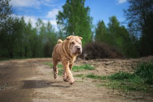 Chinese Shar-Pei walking on countryside road