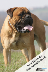 Bullmastiff standing on grassed field with tongue poking out.