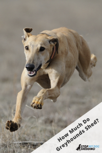 Greyhound running in field.