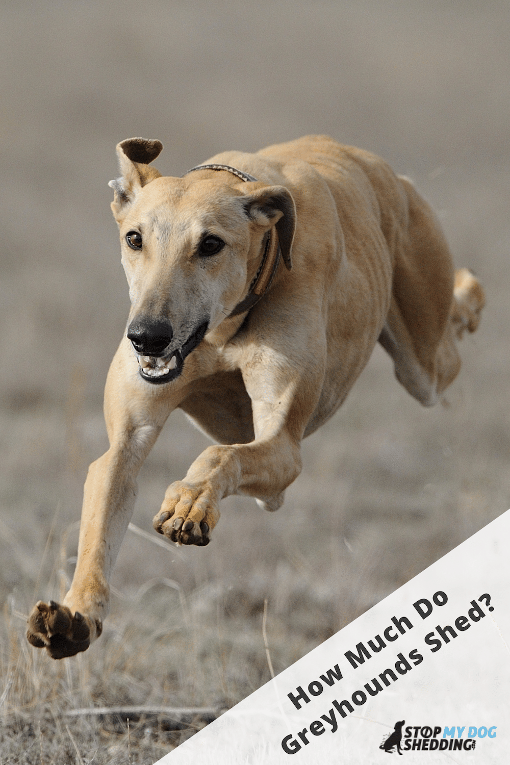 Do Greyhounds Shed Much? (Helpful Shedding Guide)