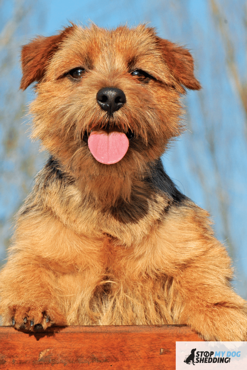 Do Norfolk Terriers Shed? (All You Need to Know)