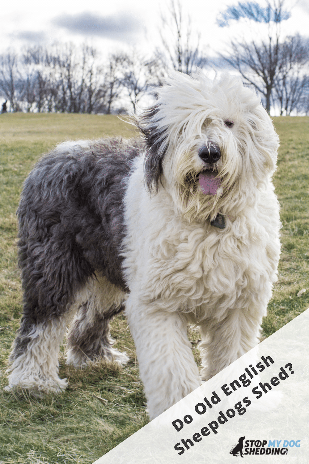 Do Old English Sheepdogs Shed? (OES Shedding Guide)