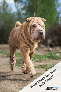 Cute red fawn Shar Pei dog running on country dirt road on spring day with green trees and blue sky on background.