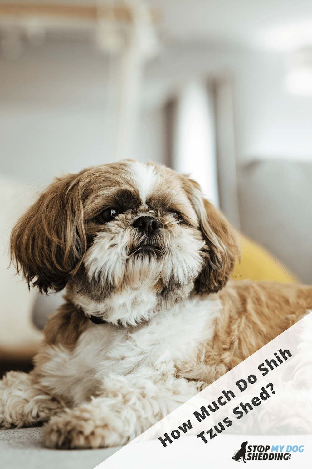 How Much Do Shih Tzus Shed?