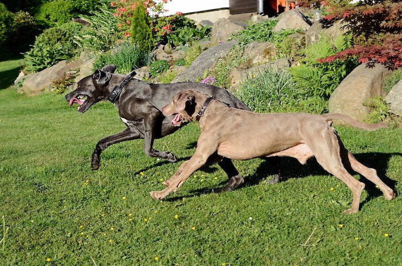 Two Great Danes running on grass.