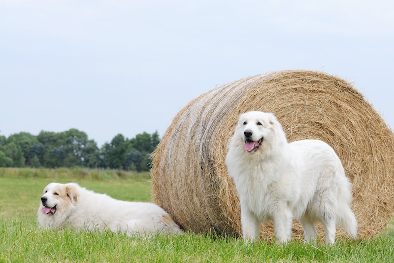 Two livestock guardian dog, Great Pyrenees, lying on stubble field